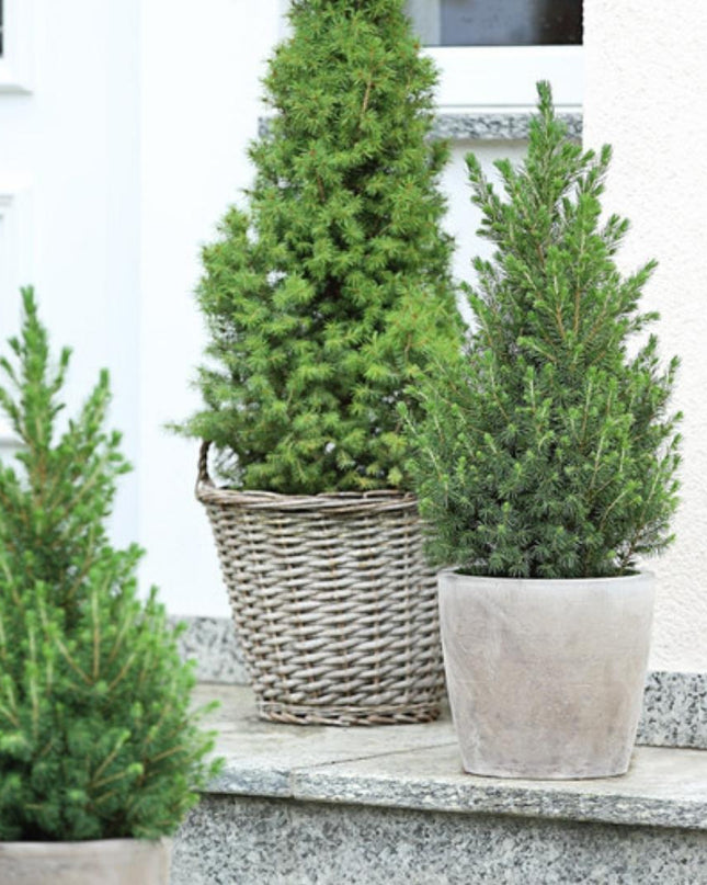 Kleine Kerstboom pot Ø19 cm - ca. 70 cm hoogte - Picea glauca Conica