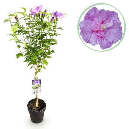 Hibiscus syriacus Lavendor Chiffon® – Terrassenpflanze – Laubabwerfend – Winterhart – Violette Blüte – Topf 19cm Höhe 90cm