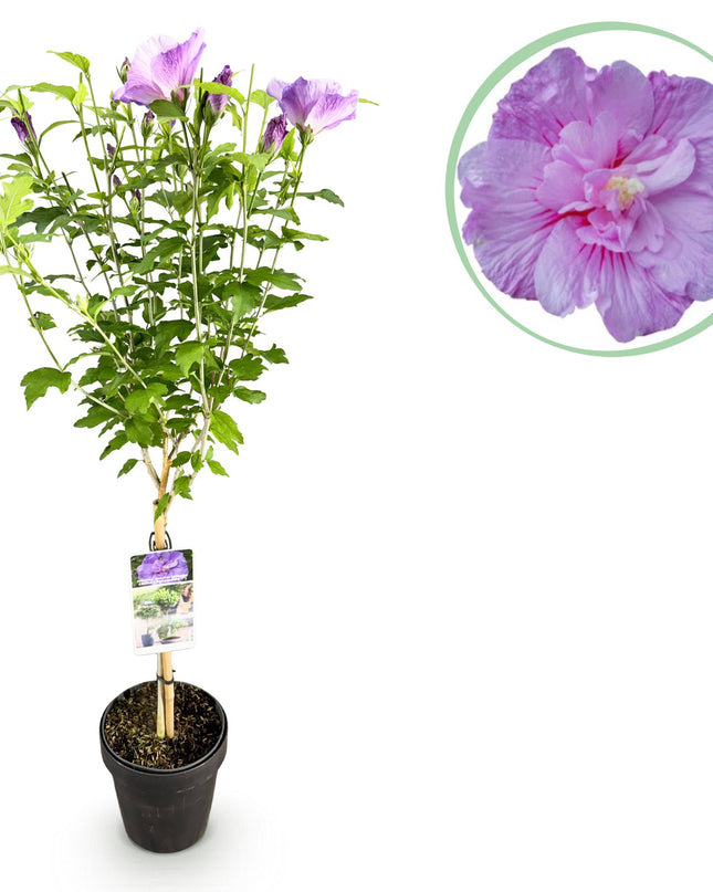 Hibiscus syriacus Lavendor Chiffon® – Terrassenpflanze – Laubabwerfend – Winterhart – Violette Blüte – Topf 19cm Höhe 90cm
