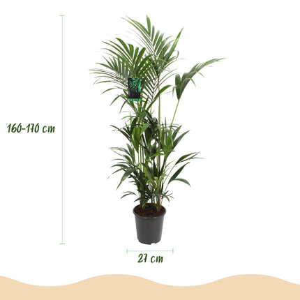 Plante d'intérieur - Howea Forsteriana - Palmier Kentia - Peu d'entretien - Vert - 1 plante - Pot 27 cm - Hauteur 180 cm