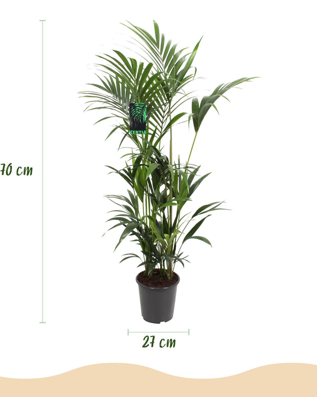 Zimmerpflanze - Howea Forsteriana - Kentia-Palme - Wenig Pflege - Grün - 1 Pflanze - Topf 27 cm - Höhe 180 cm