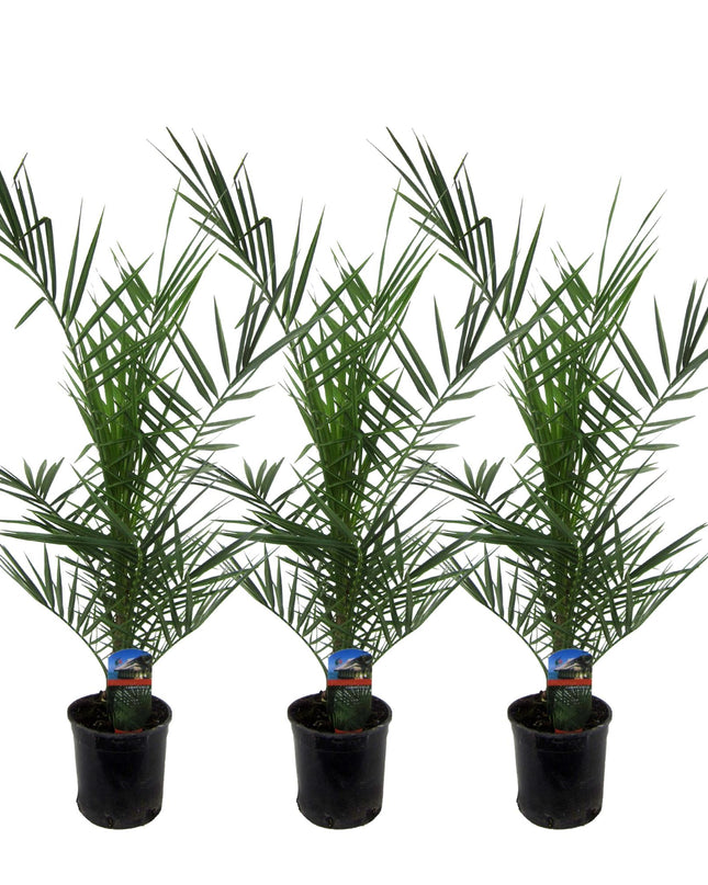 3x Phoenix Canariensis - 80 cm - Ø15