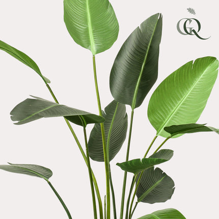 Kunstplant - Strelitzia Nicolai - Paradijsvogelbloem -  ↕ 230cm