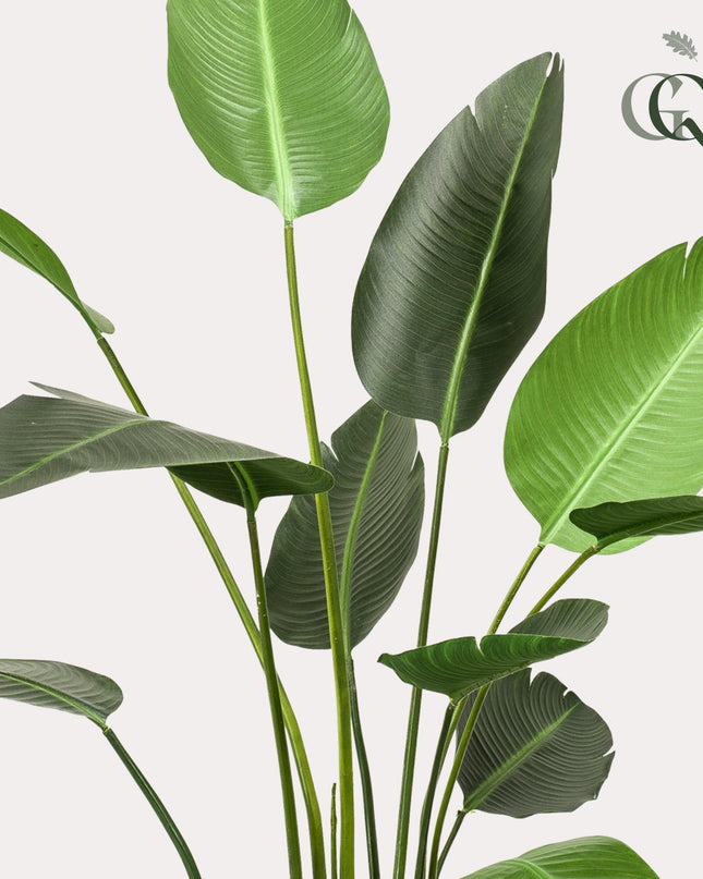Kunstplant - Strelitzia Nicolai - Paradijsvogelbloem -  ↕ 230cm
