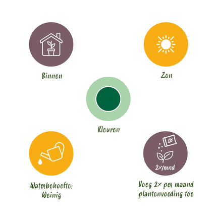 Euphorbia eritrea - Afrikanischer Milchbaum - 2 Stück - Topf 19 cm - Höhe 70 cm