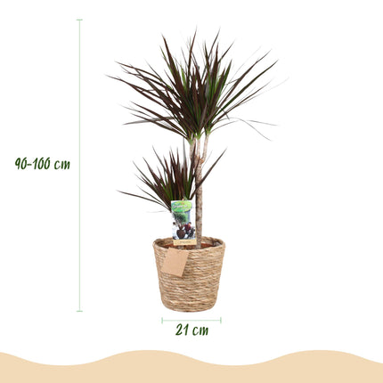 Dracaena Magenta - Drakenbloedboom + cesta - Maceta 21cm - Altura 90-100cm