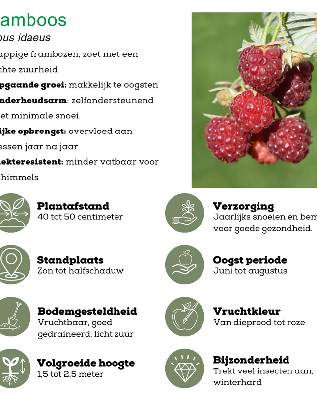 Mix di piante da frutto BIO 3 pezzi - Lampone/ Mirtillo/ Mora