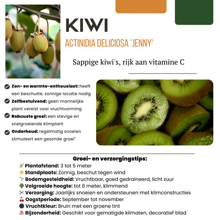 Piante di kiwi BIO 6 pezzi - Ø 13 cm - ↨ 20 cm