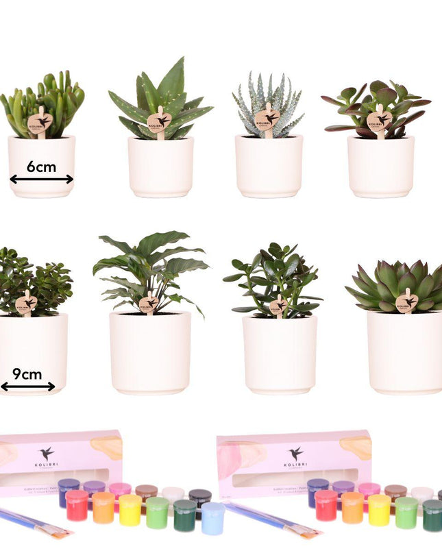 Kolibri Creatives | Verfpakket voor het schilderen van 8 bloempotten + succulenten | voor minimaal 4 personen | Creatieve visionair