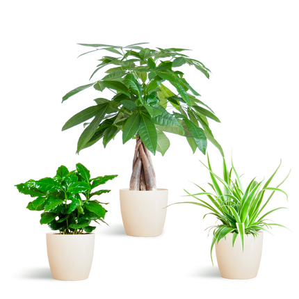 Diervriendelijke Plantenbox - incl. sierpot Viber Wit - Ø12