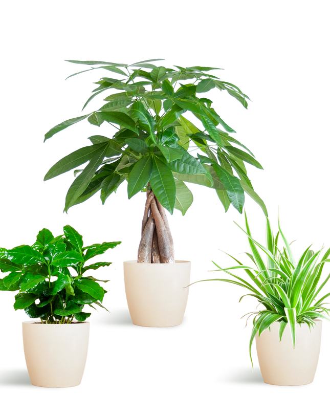 Diervriendelijke Plantenbox - incl. sierpot Viber Wit - Ø12