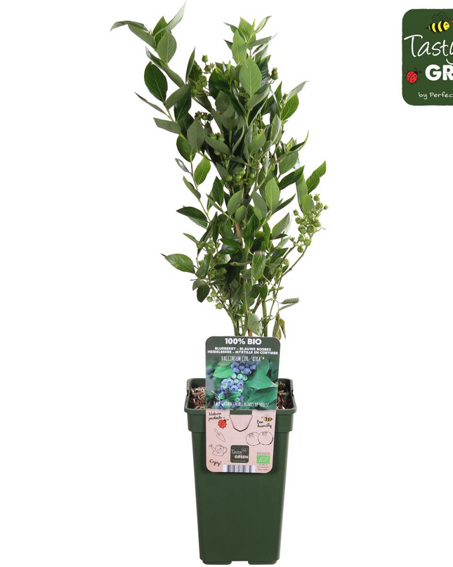 Vaccinium corymbosum 'Reka' - Blauwe bes - Ø13cm - ↕45cm