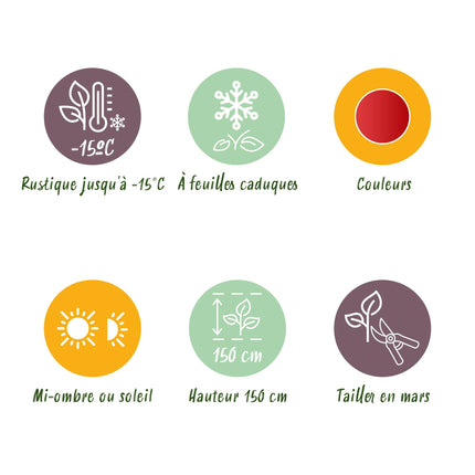 Japanse Esdoorn - Acer palmatum Shaina - Rood - 2 stuks - Pot 19cm Hoogte 70cm