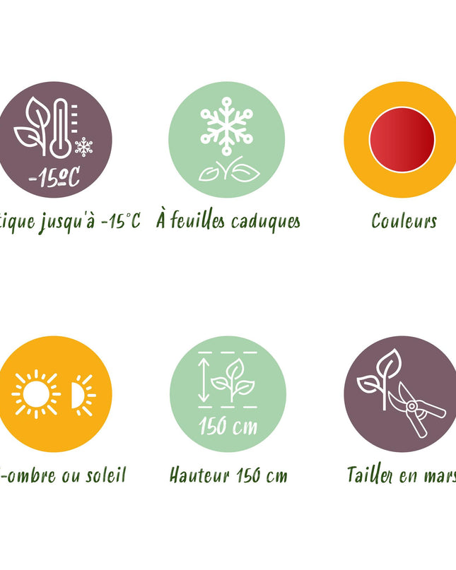 Acero giapponese - Acer palmatum Shaina - Rosso - 2 pezzi - Vaso 19 cm Altezza 70 cm