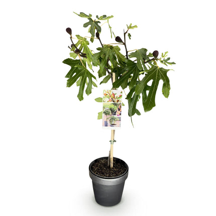 Ficus carica Little Miss Figgy – Terrassenpflanze – sommergrün – winterhart – grüne Frucht – Topf 19cm Höhe 90cm