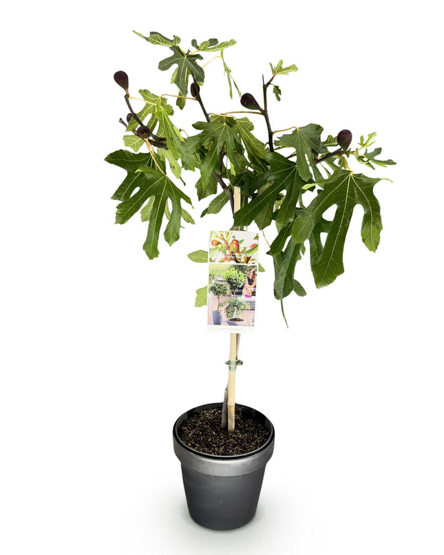 Ficus carica Little Miss Figgy – Terrassenpflanze – sommergrün – winterhart – grüne Frucht – Topf 19cm Höhe 90cm