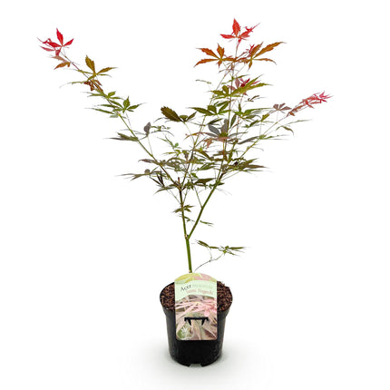Japanse Esdoorn - Acer palmatum Sumi-nagashi - Rood - 1 Plant - Bladverliezend - Pot 19cm Hoogte 70cm