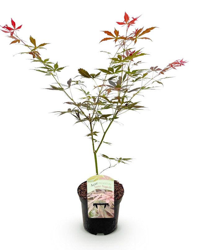 Japanse Esdoorn - Acer palmatum Sumi-nagashi - Rood - 1 Plant - Bladverliezend - Pot 19cm Hoogte 70cm