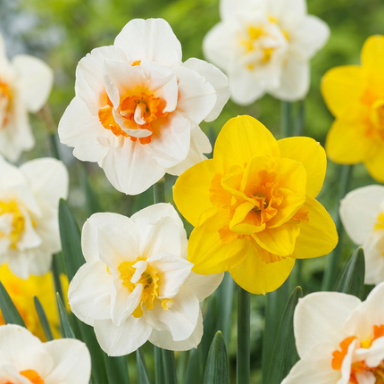 20x Narcissus Double mix - Mélange de narcisses à fleurs doubles - Jaune et blanc - Floraison printanière - Calibre du bulbe 12/14