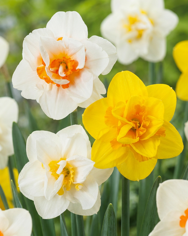 20x Narcissus Double mix - Mezcla de narcisos dobles - Amarillo y blanco - Floración primaveral - Calibre del bulbo 12/14