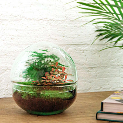 DIY Planten terrarium tweedelig bolglas - Dome Red - Ø 20 cm ↕ 20 cm   - Rake + Shovel + Tweezer