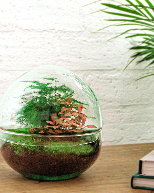 DIY Planten terrarium tweedelig bolglas - Dome Red - Ø 20 cm ↕ 20 cm   - Rake + Shovel + Tweezer