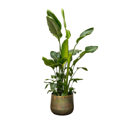Strelitzia Nicolai de luxe XXL - 250cm - ø40 - 🚚 Kostenloser Versand