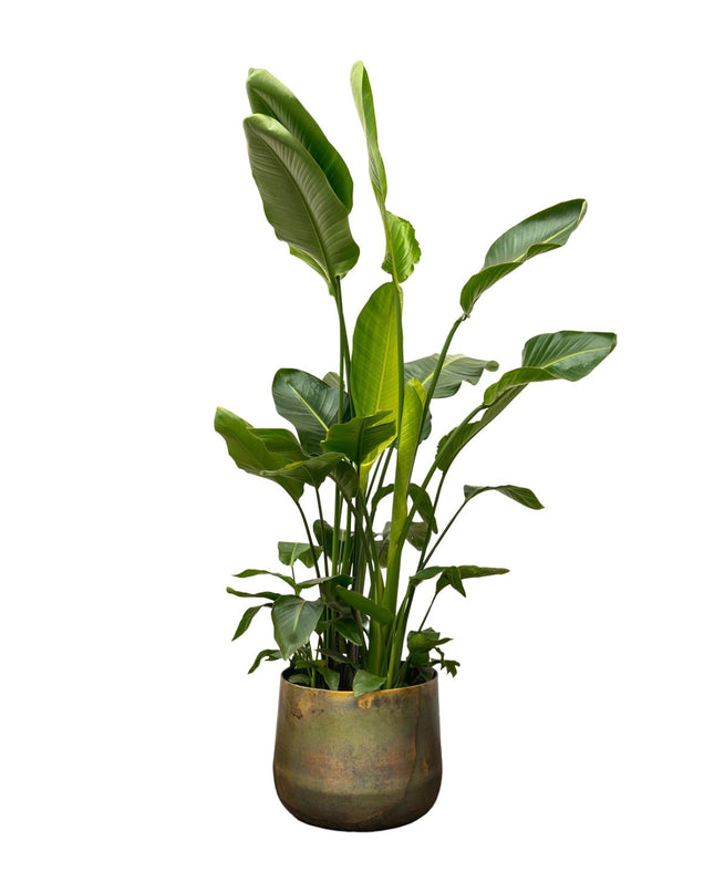Strelitzia Nicolai de lujo XXL - 250cm - ø40 - 🚚 Envío Gratis