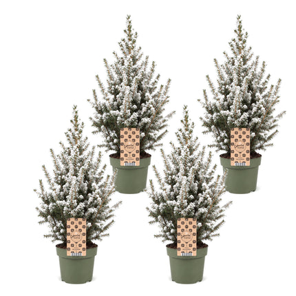 4x Kerstboom Picea glauca Conica - Kegelspar - Ø17cm - ↕65cm