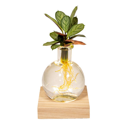 Calathea in vaso Samoa in vetro con illuminazione LED - Ø12cm - ↕10cm