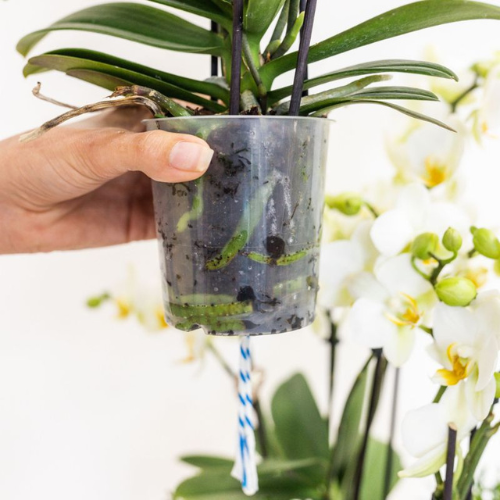 Weiße Lausanne Orchidee + grüner Diabolo Übertopf | inkl. Wasserstandsanzeiger | Topfgröße Ø9cm | blühende Zimmerpflanze – frisch vom Züchter