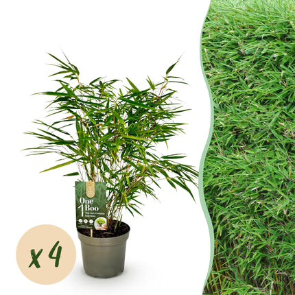 Bamboe - Fargesia rufa - Groen - 4 Planten - Bladhoudend - Niet Woekerend- Pot 17cm Hoogte 60cm