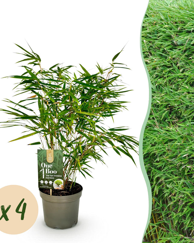 Bamboe - Fargesia rufa - Groen - 4 Planten - Bladhoudend - Niet Woekerend- Pot 17cm Hoogte 60cm