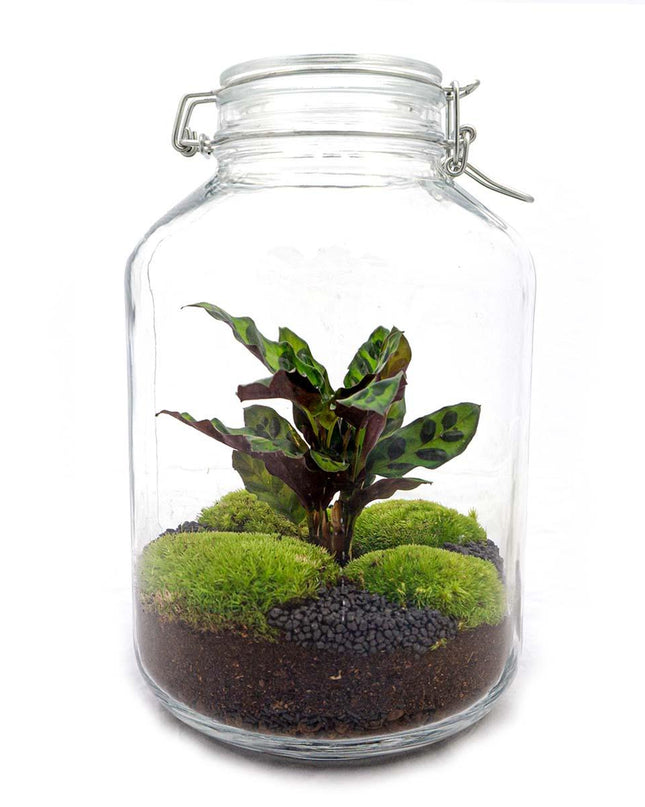 DIY terrarium - Jar Calathea - ↕ 28 cm - Normal