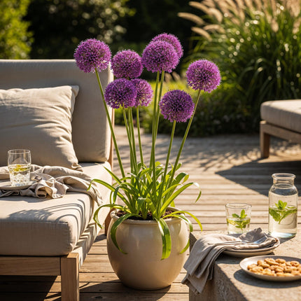 Bloembollen - Allium Purple Sensation - Kleur Paars - 15 stuks - Bolmaat 10/12 - XXL Pack