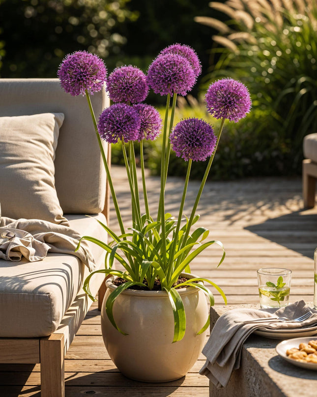 Bloembollen - Allium Purple Sensation - Kleur Paars - 15 stuks - Bolmaat 10/12 - XXL Pack