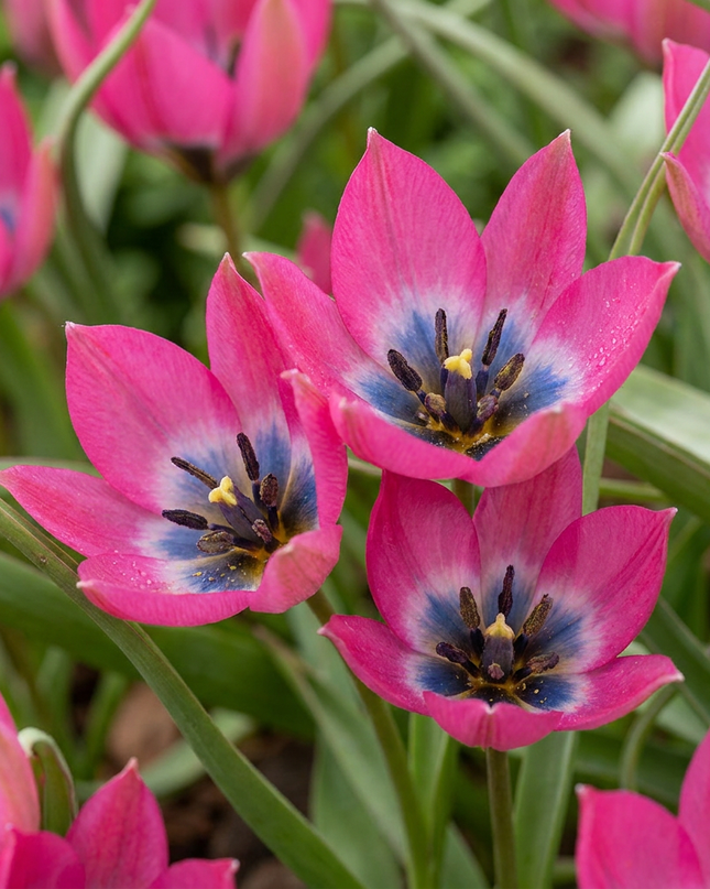 200x Tulipa Klein Schoon - Tulipán Little Beauty - Rosa - Planta de floración primaveral - Tamaño del bulbo 6/+