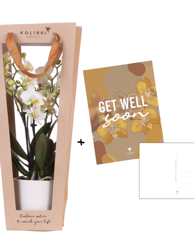 Kolibri Orchids | Planten cadeau beterschap | Lausanne orchidee met pot, kaart & cadeautas