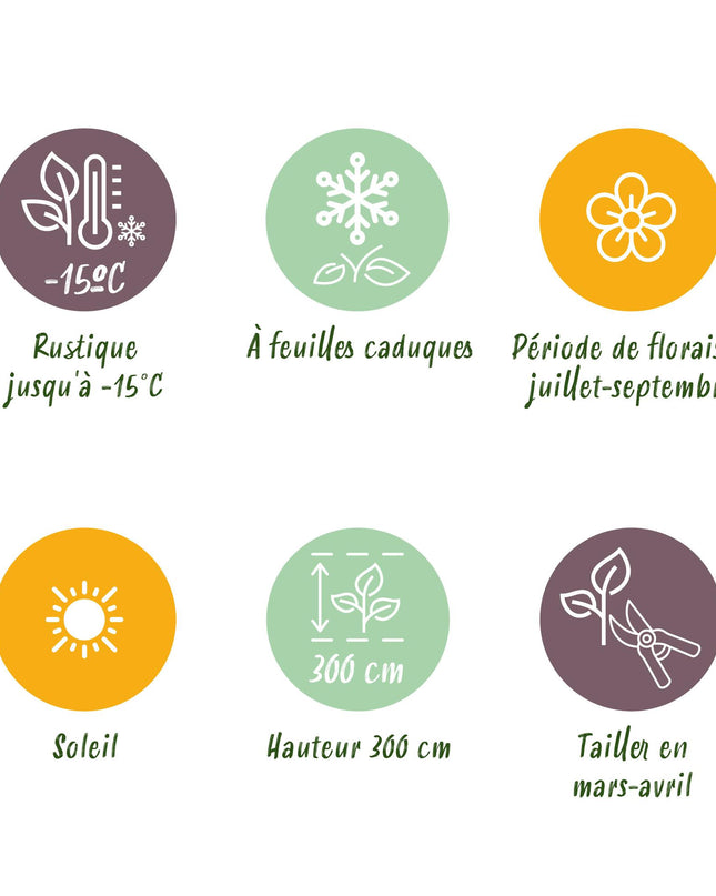 Vlinderstruik - Buddleja davidii Flower Power - Bloem Oranje Paars - 1 Plant - Bladverliezend - Vlinderlokkend -  Pot 17cm Hoogte 30cm