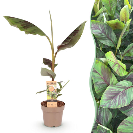 Árbol de plátano - Musa Ever Red - Resistente al invierno - Verde-Rojo - 1 planta - Maceta 21cm - Altura 90cm