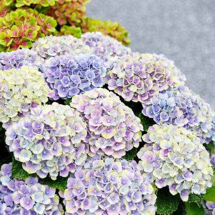 Hortensia Blauw - Hydrangea Magical Jewel Blue - 2 Planten - Pot 23cm Hoogte 55cm