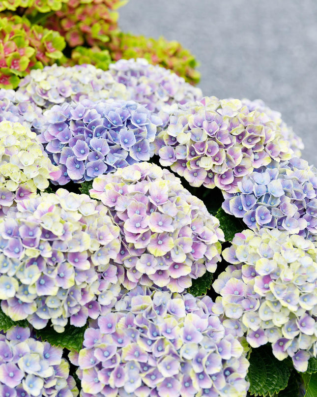 Hortensia Blauw - Hydrangea Magical Jewel Blue - 2 Planten - Pot 23cm Hoogte 55cm
