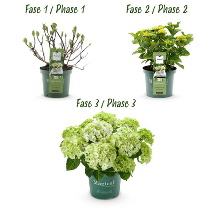 Hortensia Wit - Hydrangea Magical Nobless - 2 Planten - Pot 23cm Hoogte 55cm