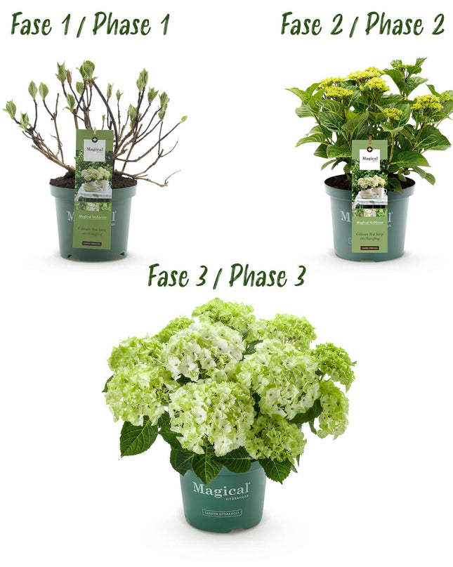 Hortensia Wit - Hydrangea Magical Nobless - 2 Planten - Pot 23cm Hoogte 55cm