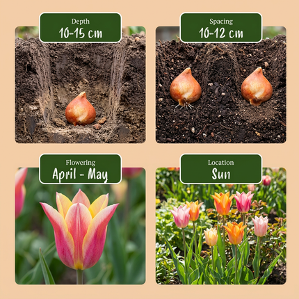 48x Tulipa Ballade mix - Lily-flowered tulip Ballade mix - Mixed colors - Spring bloomer - Bulb size 11/12