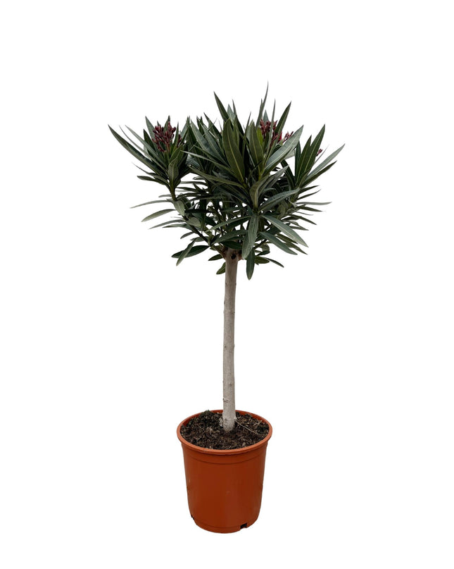 Nerium Oleander op stam met witte bloem - 90cm - Ø19