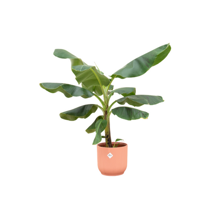 Bananenplant (Musa) + pot Elho Vibes Fold Round roze Ø22 - 100 cm