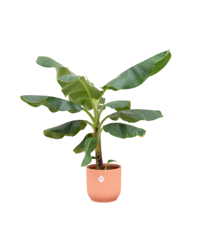 Bananenplant (Musa) + pot Elho Vibes Fold Round roze Ø22 - 100 cm