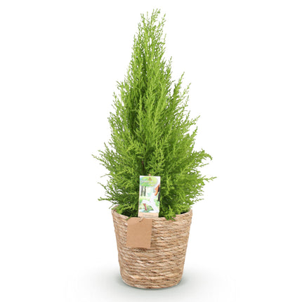 Cupressus Gold Crest Wilma - Conifera da interno + mandorla - Vaso 21cm - Altezza 85-95cm