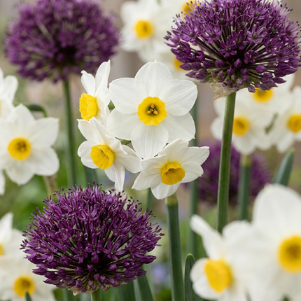 280x Bulb Dry Garden - Dry garden bulb plants - Various - Summer-flowering - Bulb size 10/12